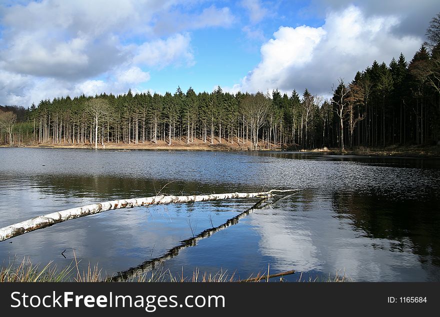 Trees And Lake