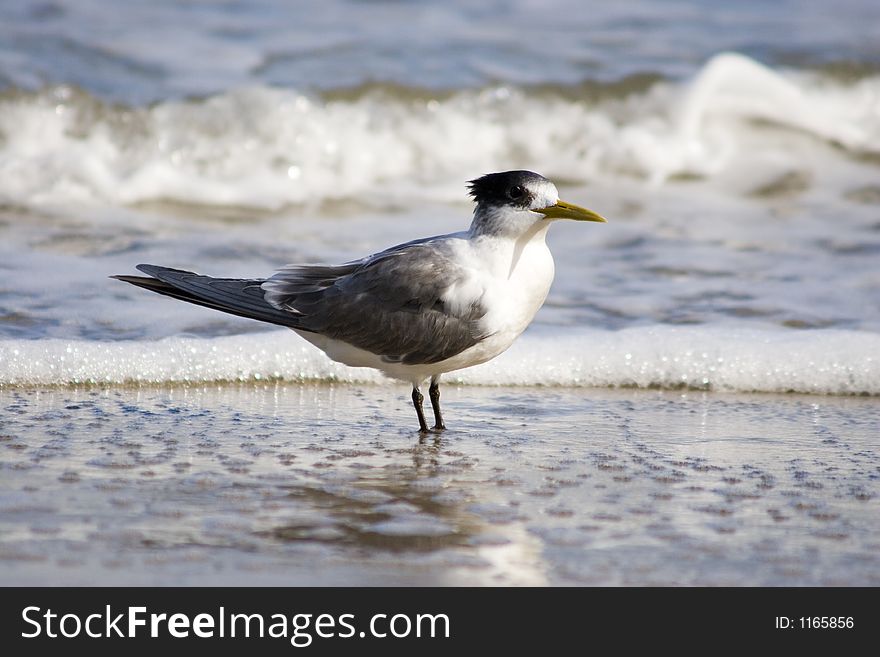 Turn standing in shallow water on a beach