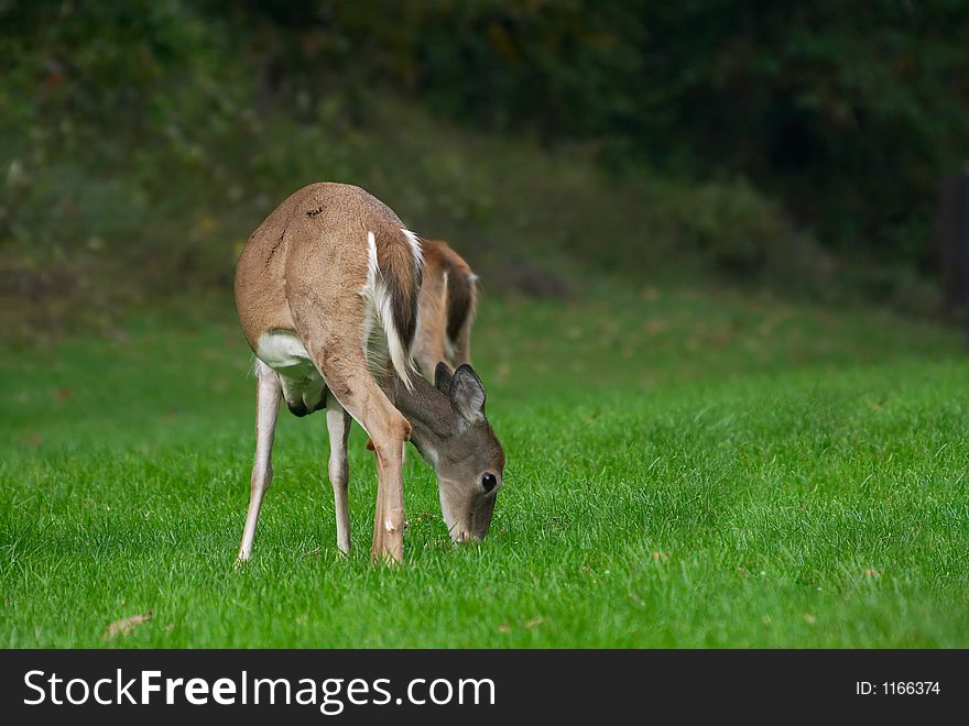 Shenandoah National Park. Virginia. Shenandoah National Park. Virginia