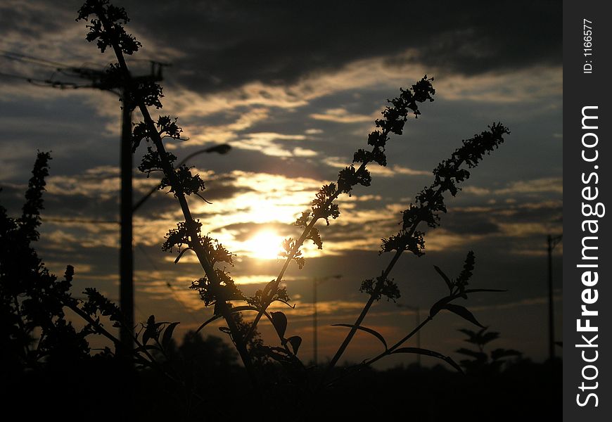 Sunset behind the tall grass of a field of flowers and trees. Sunset behind the tall grass of a field of flowers and trees.