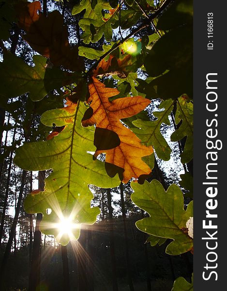 Autumn forest,leaves and sun. Autumn forest,leaves and sun