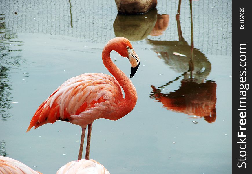 Pink flamingo posing near water