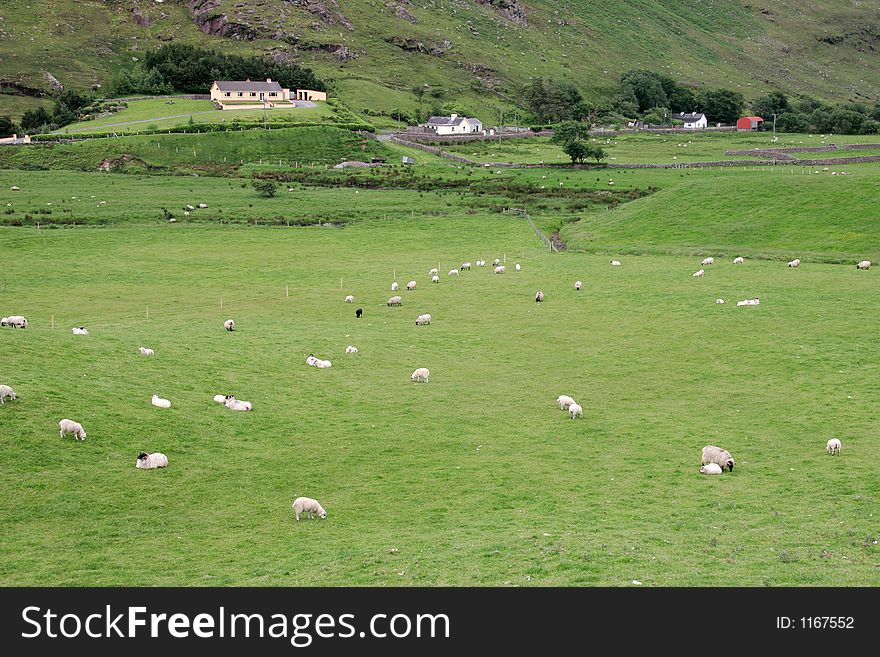 Irish sheep farm with sheep grazing on lush green pastures