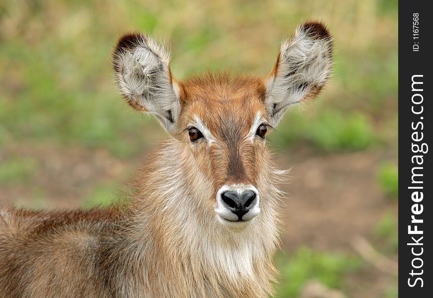 Portrait of a young waterbuck (Kobus ellipsiprymnus), Kruger National Park, South Africa. Portrait of a young waterbuck (Kobus ellipsiprymnus), Kruger National Park, South Africa