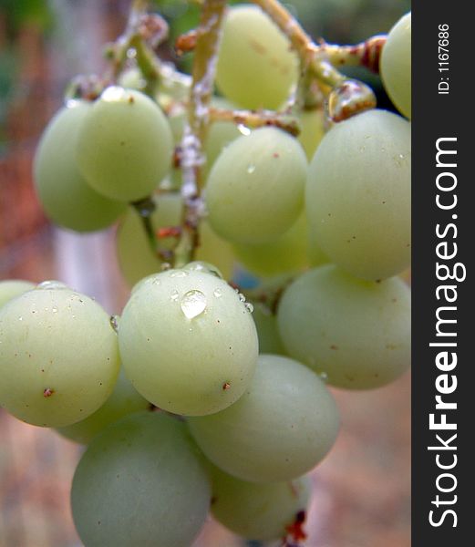 Green grape in vineyard