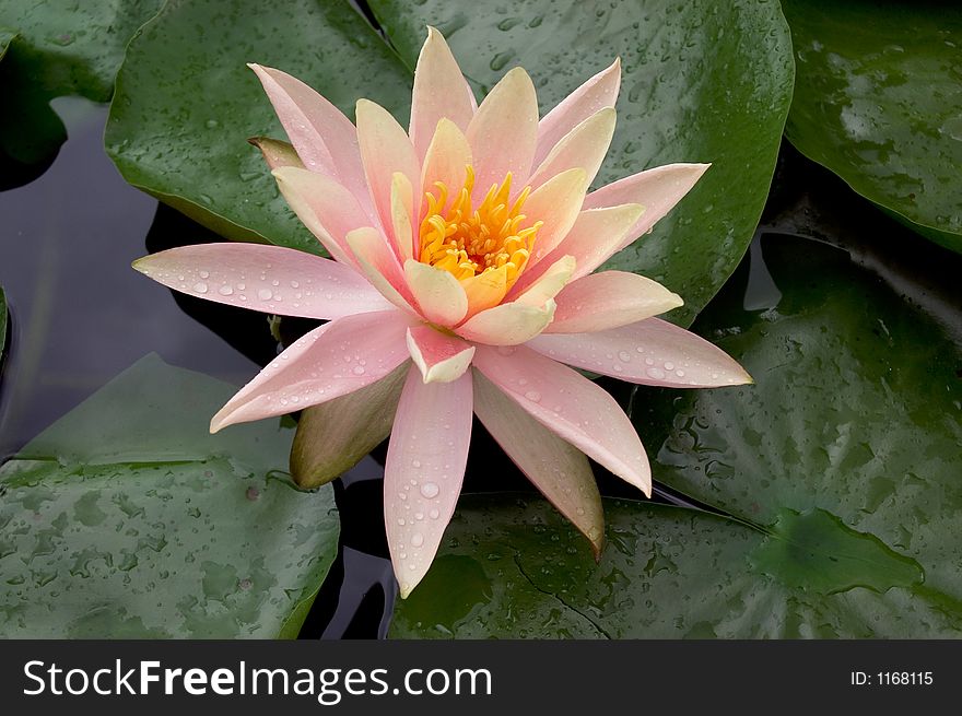 A beautiful pink and fresh water lily flower in full bloom.