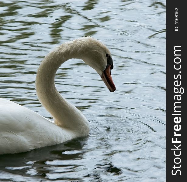 Beautiful and graceful swan. Lots of detail in this photo.