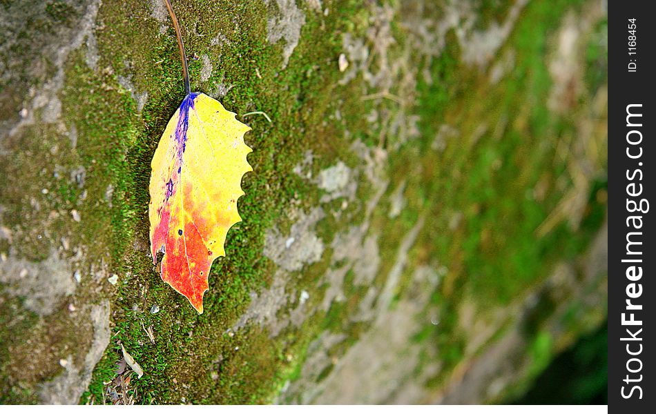 Surreal colorful leaf on a mossy stone. Surreal colorful leaf on a mossy stone