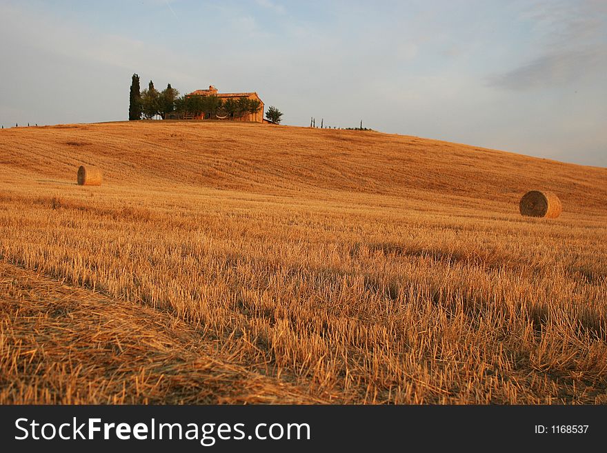 Italy, Tuscany, wheat field. Italy, Tuscany, wheat field