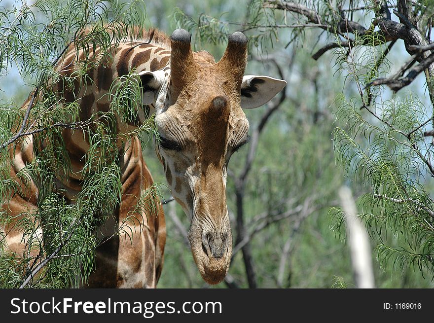 Giraffe reaching over the tree branches. Giraffe reaching over the tree branches