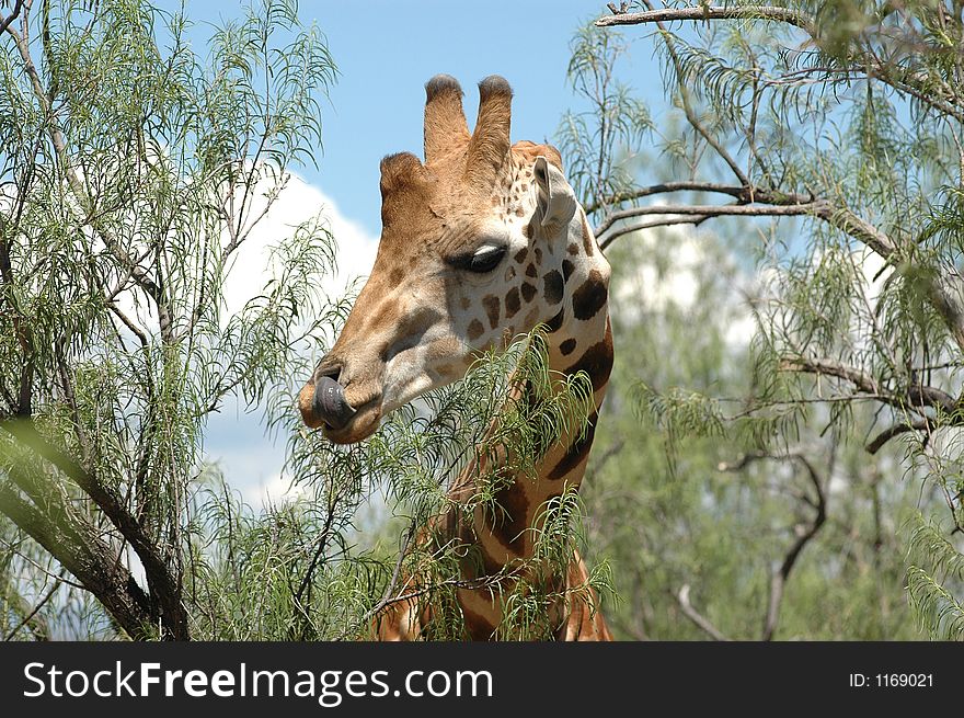 Giraffe in the trees checking out it's surroundings. Giraffe in the trees checking out it's surroundings