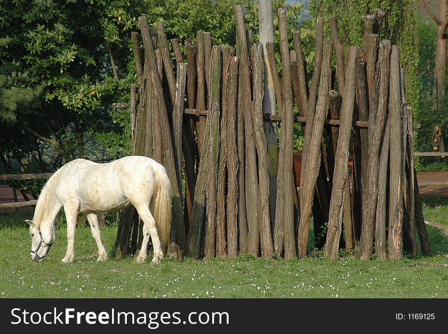 A white horse with some trees in background. A white horse with some trees in background