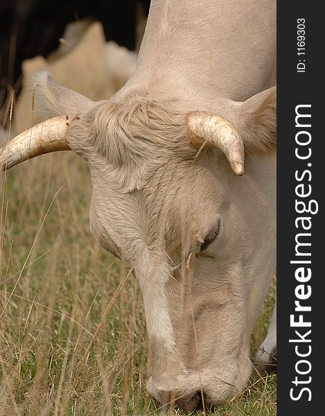 A cow grazing on grass. A cow grazing on grass