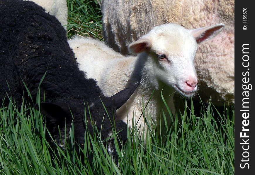 Black and white lambs feeding on grass