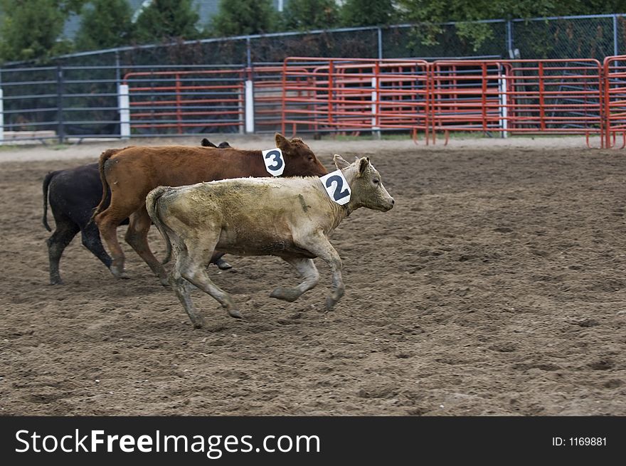 Running Calves At Rodeo Some Motion Blur