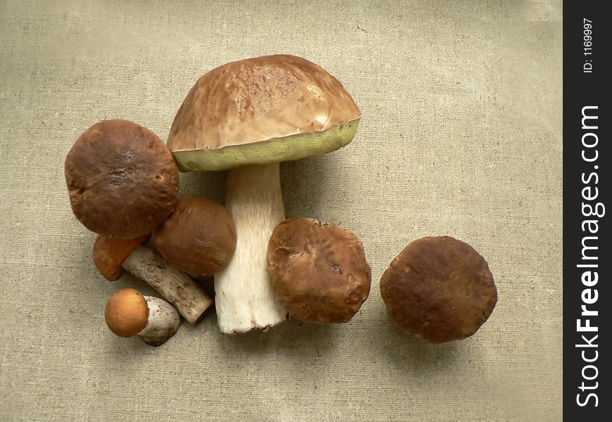 Basket full of mushrooms. Isolated image. Basket full of mushrooms. Isolated image