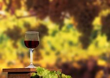 A Glass Of Red Wine On The Vineyard Background In A Sunny Autumn Stock Photography