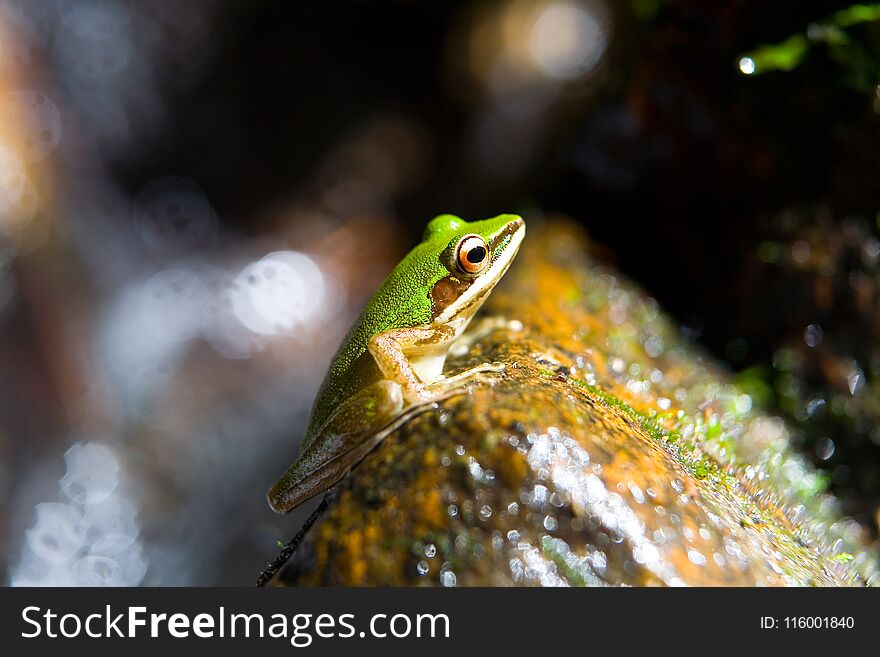 Exotic beautiful green frog and water splashes. Close-up.