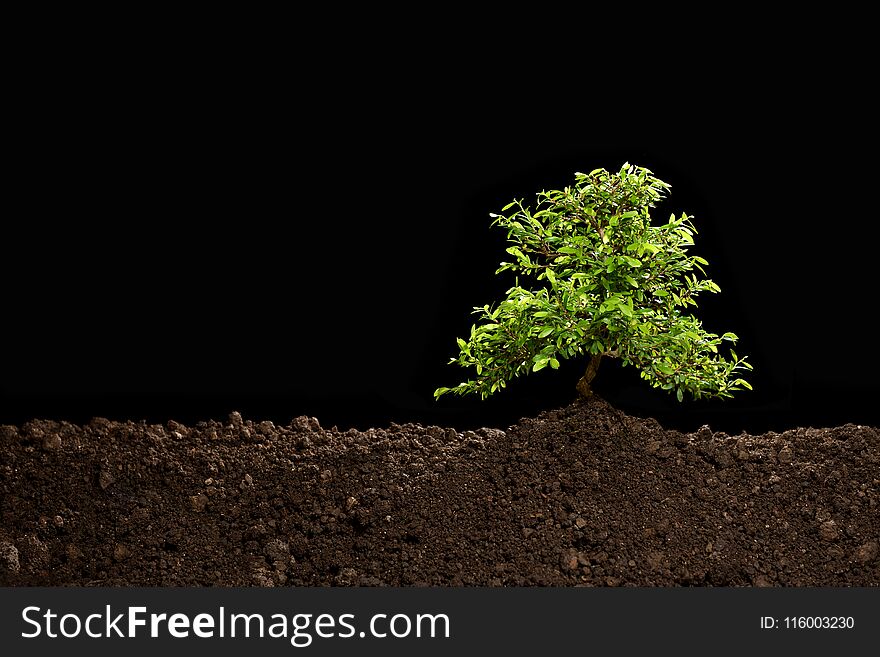 Small tree growing out from soil