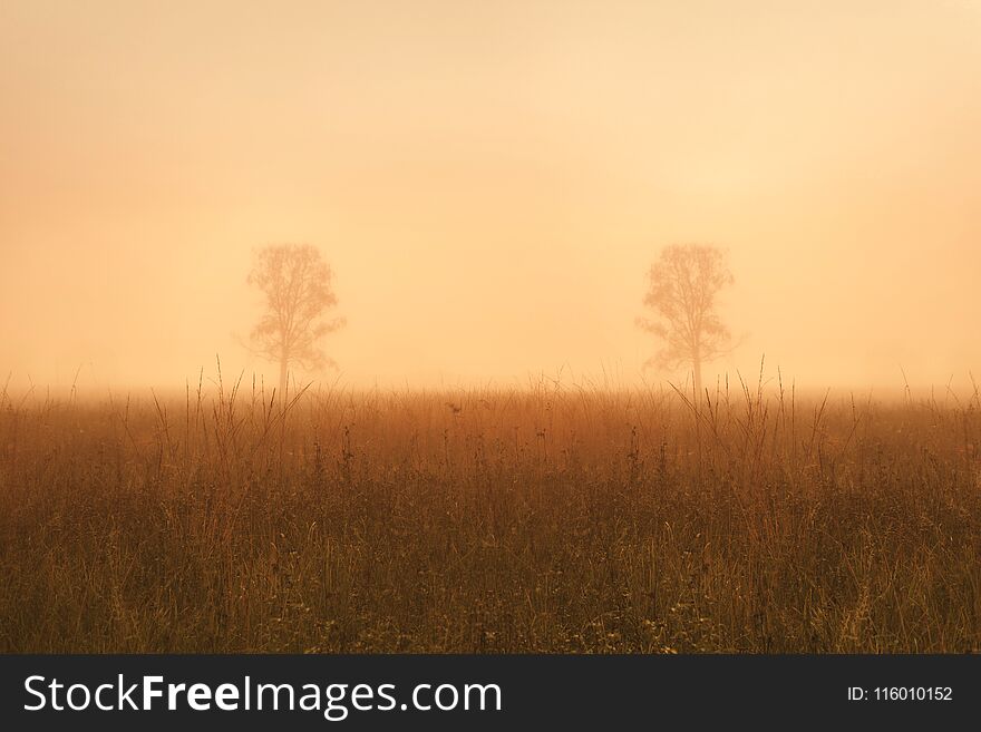A symmetric photo of trees in the middle of the field in the fog