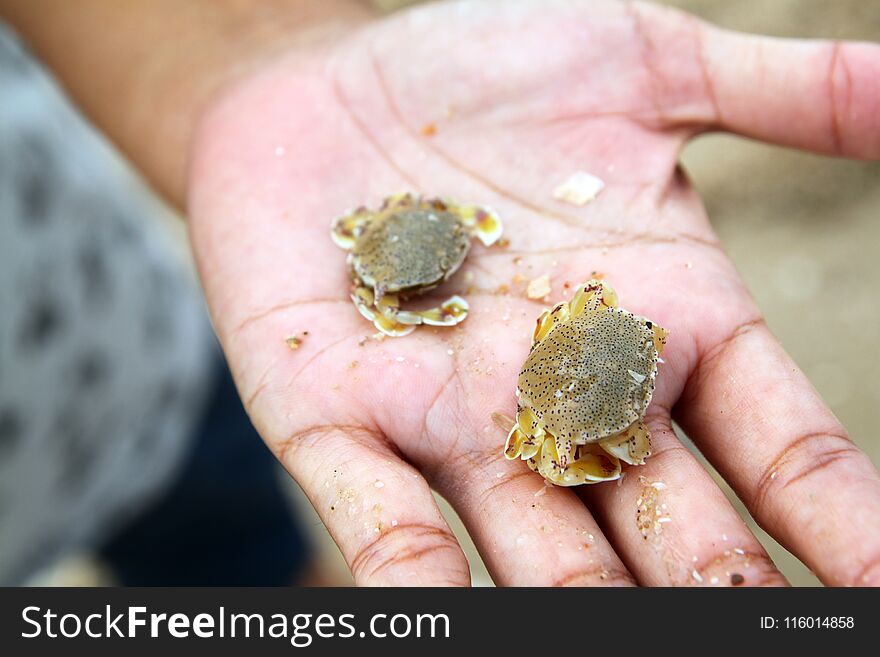 The Background Sand And Crab In The Beach Of Thailand Have Natural