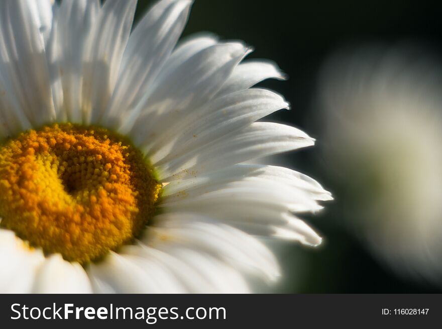 Blooming Camomile, Selective Focus