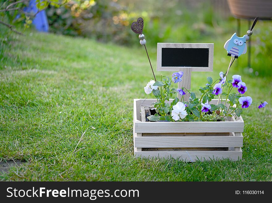 Flower box with viola and horned violet and a black board on green grass. Flower box with viola and horned violet and a black board on green grass