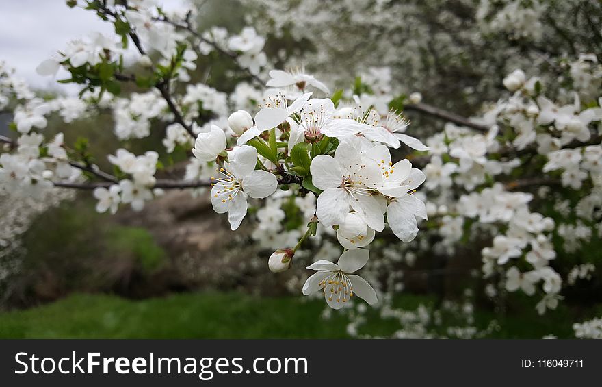 Close-UP Photography Of Cherry Blossom Flowers