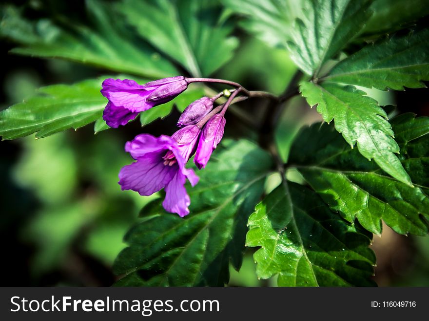 Macro Photography Of Purple Flowers