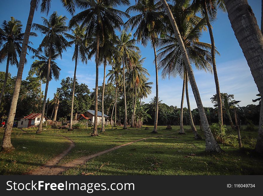 Photography of Palm Trees Near Houses