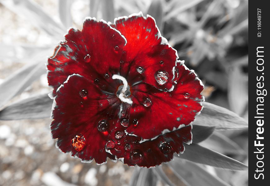 Close-Up Photography Of Red Flower With Droplets