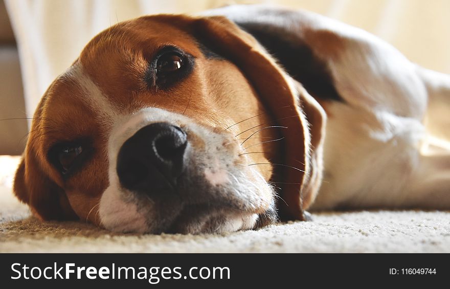 Close-Up Photography Of Beagle