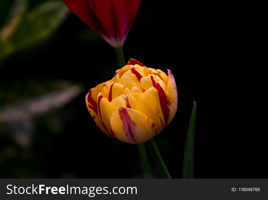 Close Up Photo Of Yellow Tulips Flower