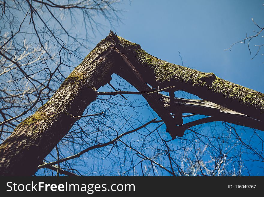 Photography Of Broken Bough