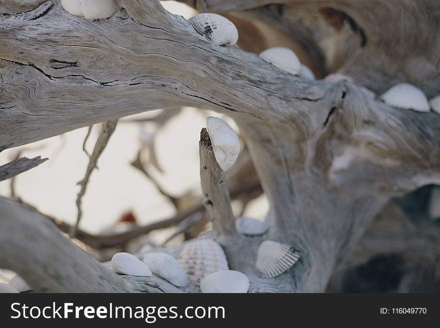 Photo of Seashells on Driftwood