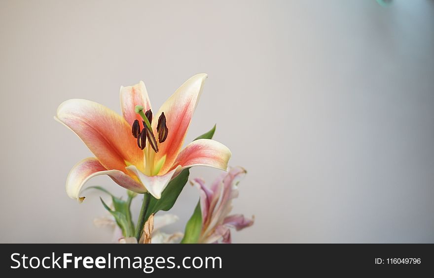 Photo of Orange and Green Petaled Flowers