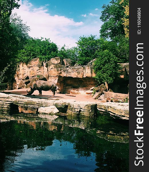 Photography of Rhinoceros Near Body of Water