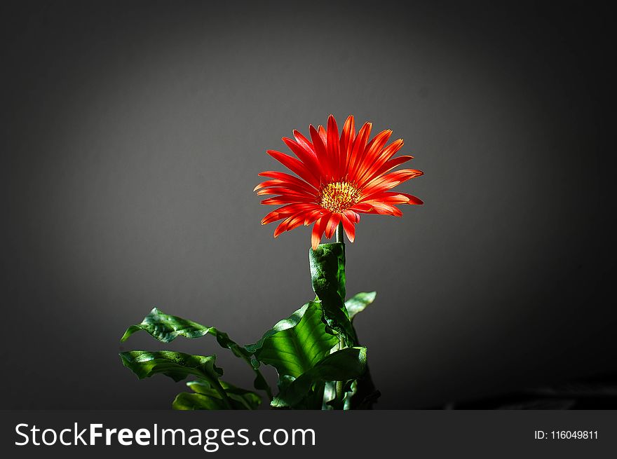 Closeup Photo of Red Petaled Flower in Black Background