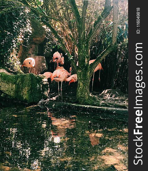 Photo Of Flock Of Pink Flamingo