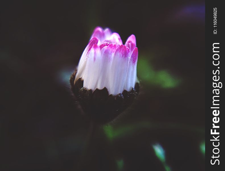 Close-Up Photography Of White And Pink Flower