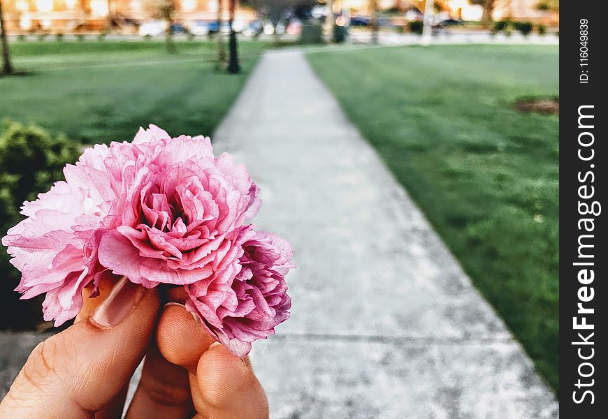 Close-Up Photography Of Pink Flower