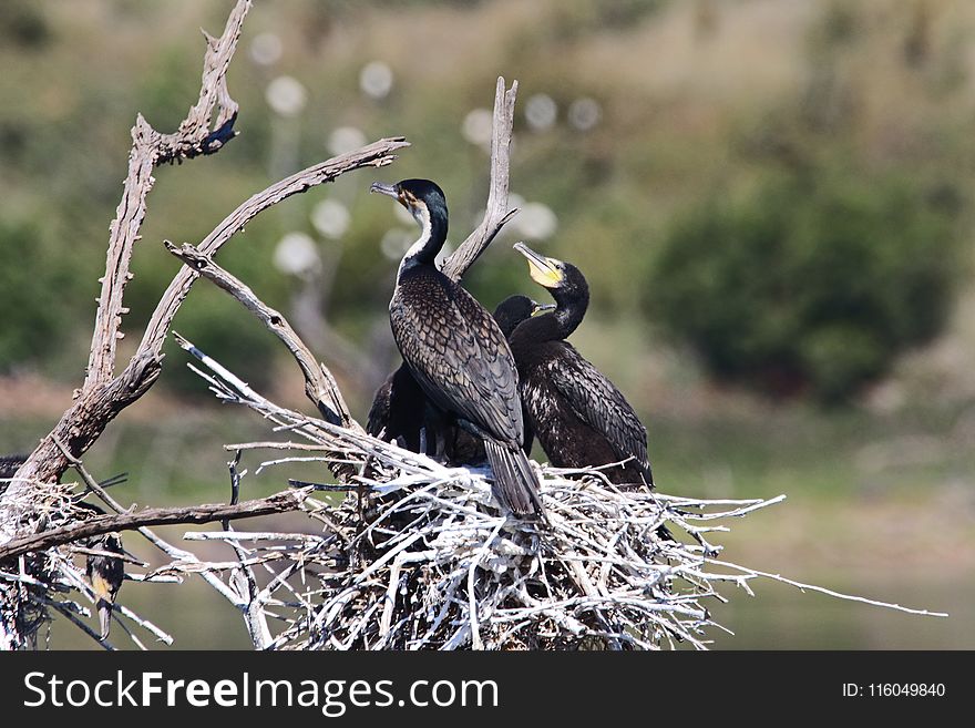 Selective Focus Photography of Three Cormorants Perched on Nest