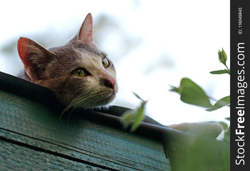 Shallow Focus Photography Of Short-coated Gray And White Cat