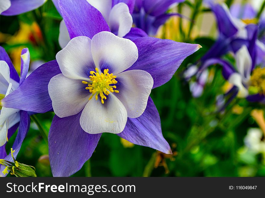 Shallow Focus Photography of White and Purple Flowers