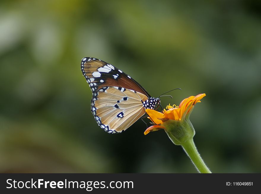 Selective Focus Photography of Queen Butterfly Pollinating on Orange Petaled Flower