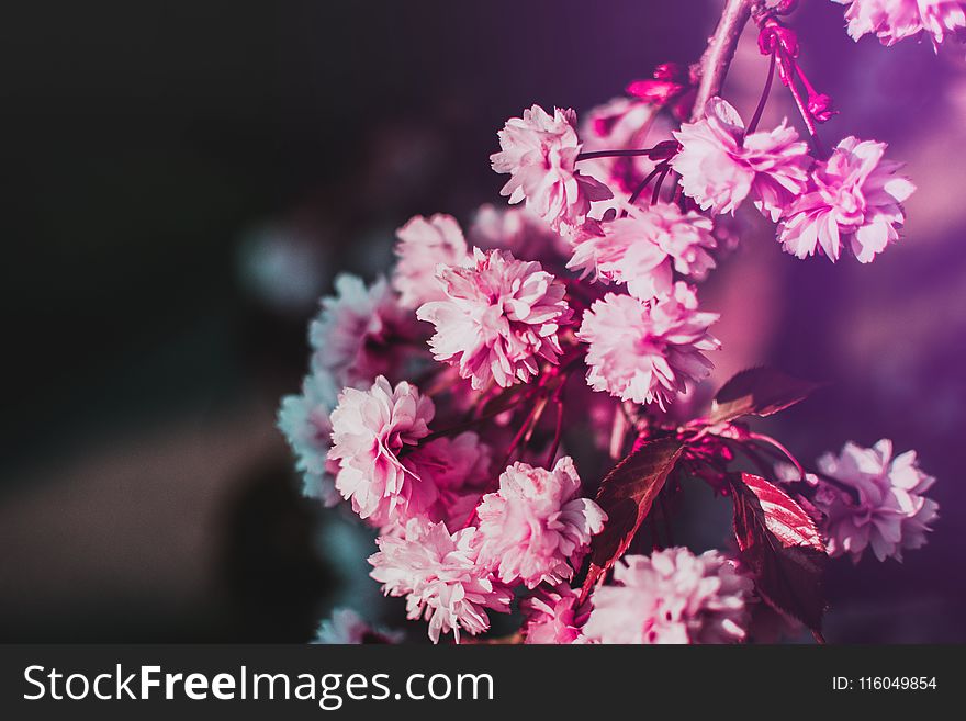 Selective-focus Photography of Pink Flowers