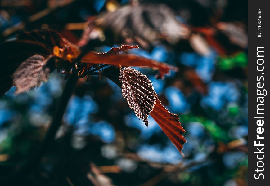 Close-Up Photography Of Leaves