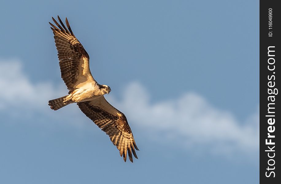 Selective Photography Of Flying Black Falcon