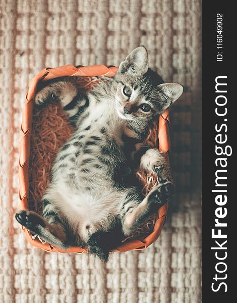 Photo Of Tabby Kitten Lying On Orange Basket