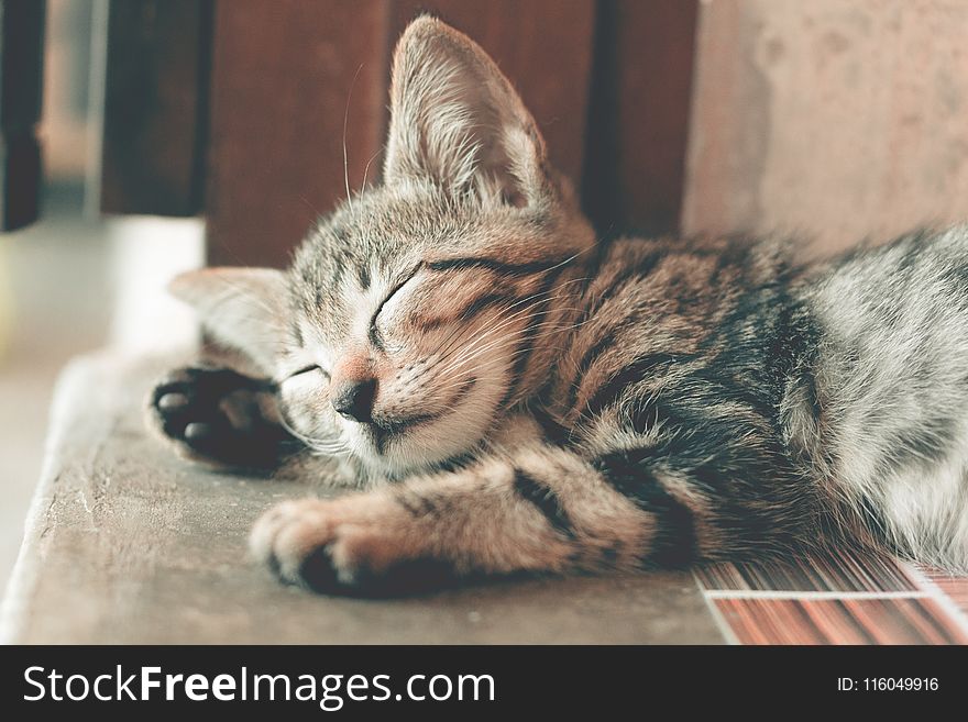 Close-Up Photography of Sleeping Tabby Cat